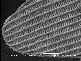 Monarch wingscale, distal end, lower surface