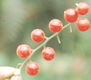 S. pimpinellifolium fruit