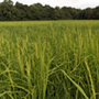 rice field