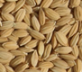 rice grains