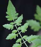 tomato leaf