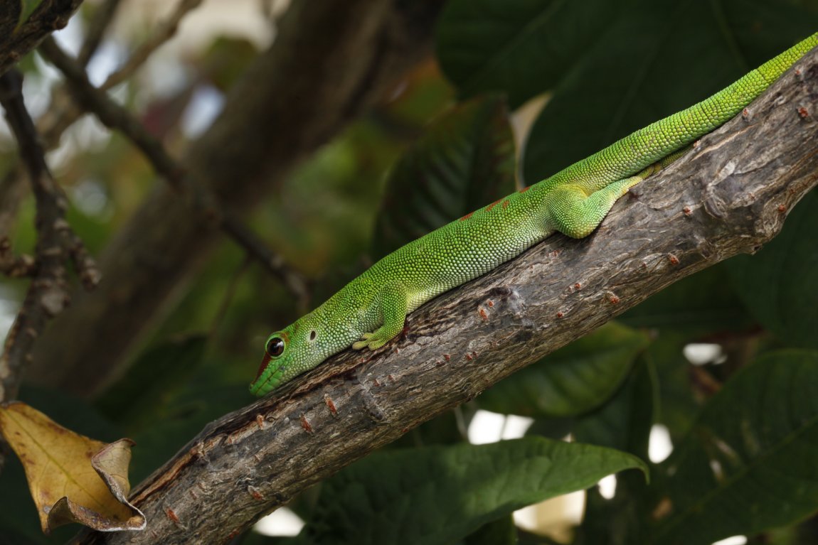 An invasive day gecko (Phelsuma grandis) from Florida
