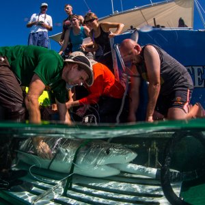 Measuring a tiger shark (Galeocerdo cuvier) in the Bahamas. Image credit: Jim Abernathy