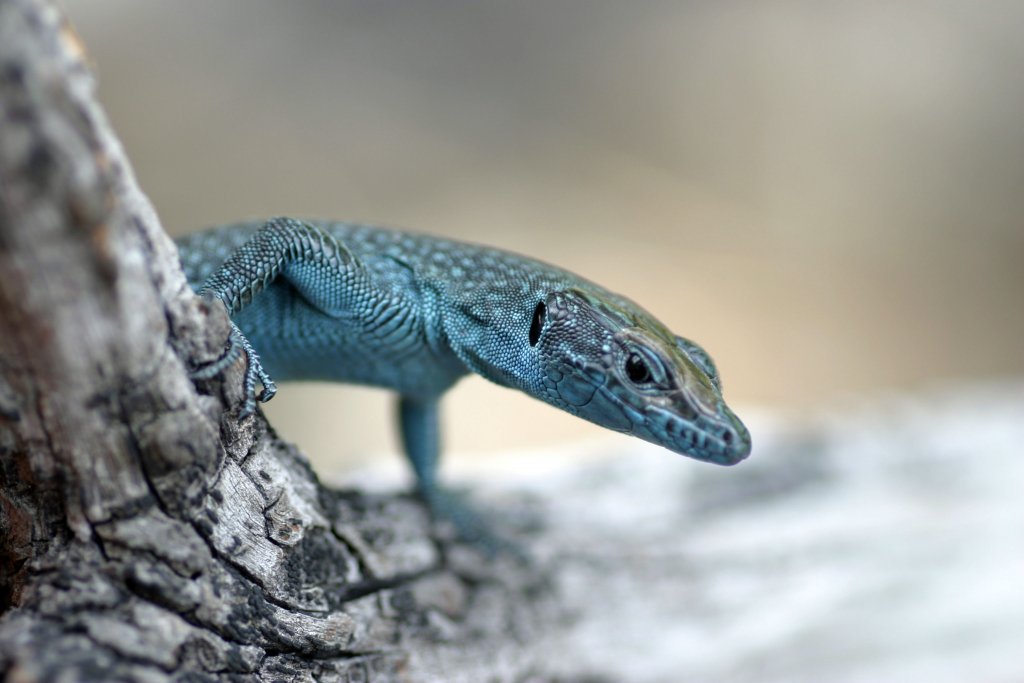 A lacertid lizard from Croatia (Lacerta oxycephela). Image credit: Bieke Vanhooydonck