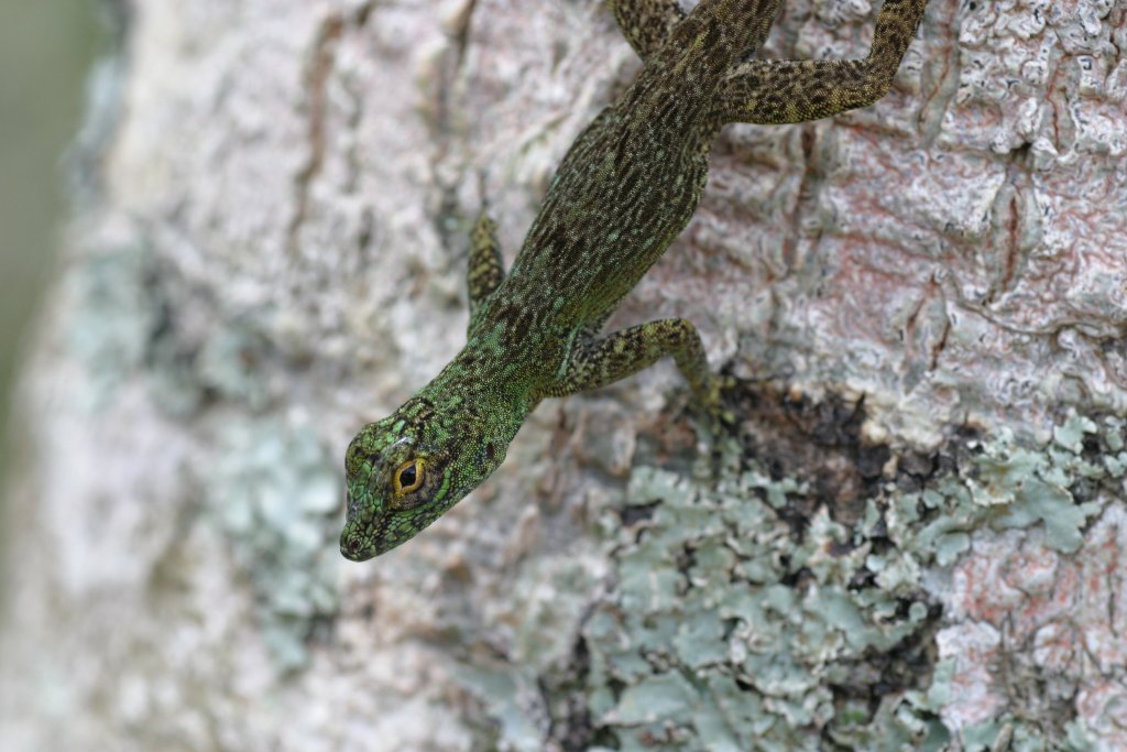 A trunk anole (Anolis distichus) from the Dominican Republic