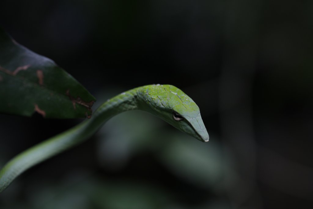 Asian Vine snake (Ahaetulla) from Thailand