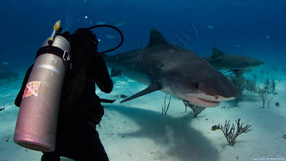 Close-up with a tiger shark (Galeocerdo cuvier). Image credit: Jim Abernathy
