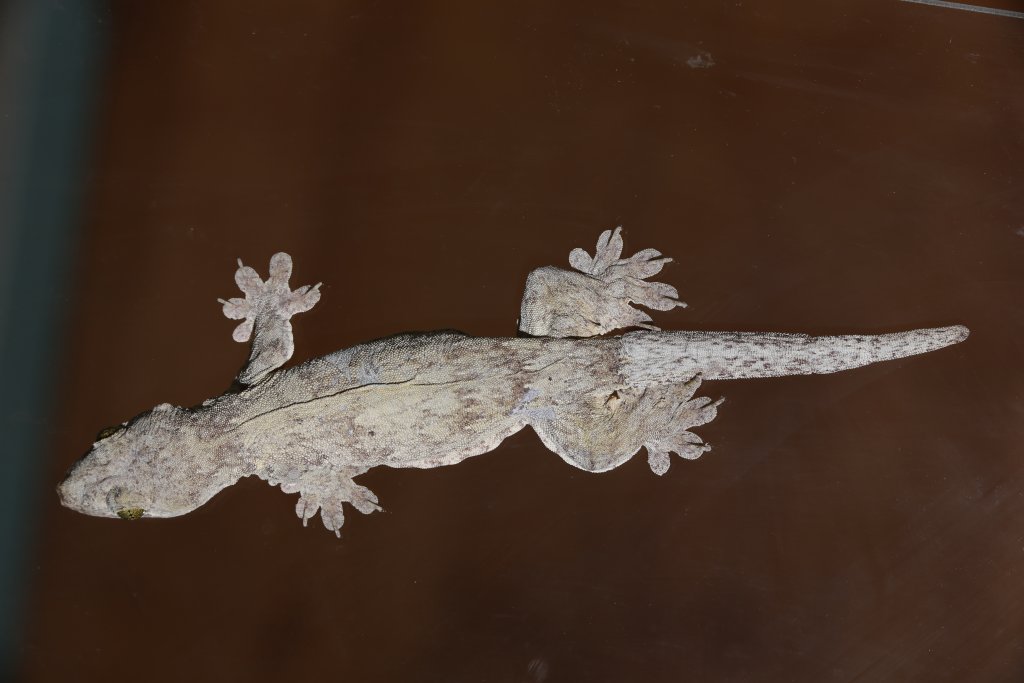 Gehyra vorax gecko. Image credit: Sean Werle