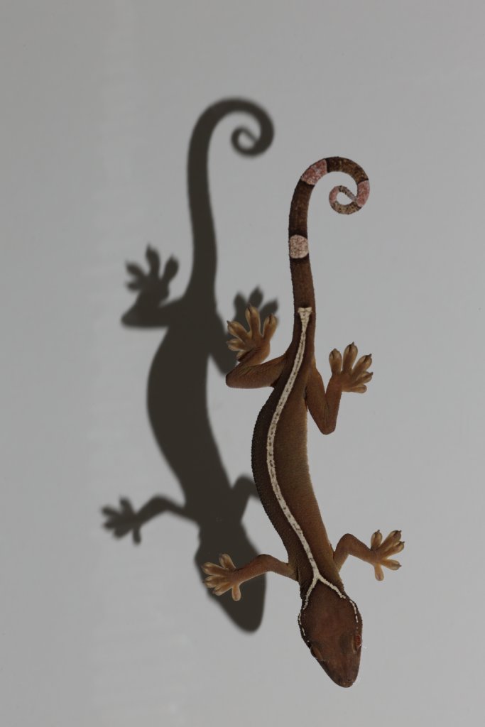 One-lined gecko (Gecko vittatus). Image credit: Sean Werle