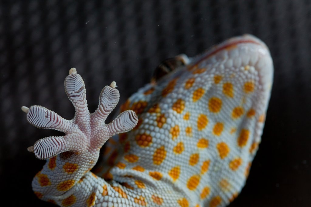 Toepad of a tokay gecko (Gecko gekko). Image credit: John Solem