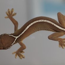 A one-lined gecko on glass (Gecko vittatus). Image credit: Sean Werle