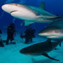Caribbean Reef sharks (Carcharhinus perezi) in the Bahamas. Image credit: Jim Abernathy