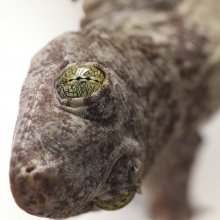 Head of a Gehyra vorax gecko. Image credit: Sean Werle