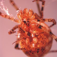 Male and female Tidarren spiders. Image credit: Margarita Ramos