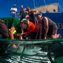 Measuring a tiger shark (Galeocerdo cuvier) in the Bahamas. Image credit: Jim Abernathy