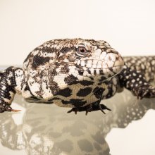 Photo of a Tegu lizard (Tupinambis merianae). Image credit: T. Hoogendyk & A. Slocombe