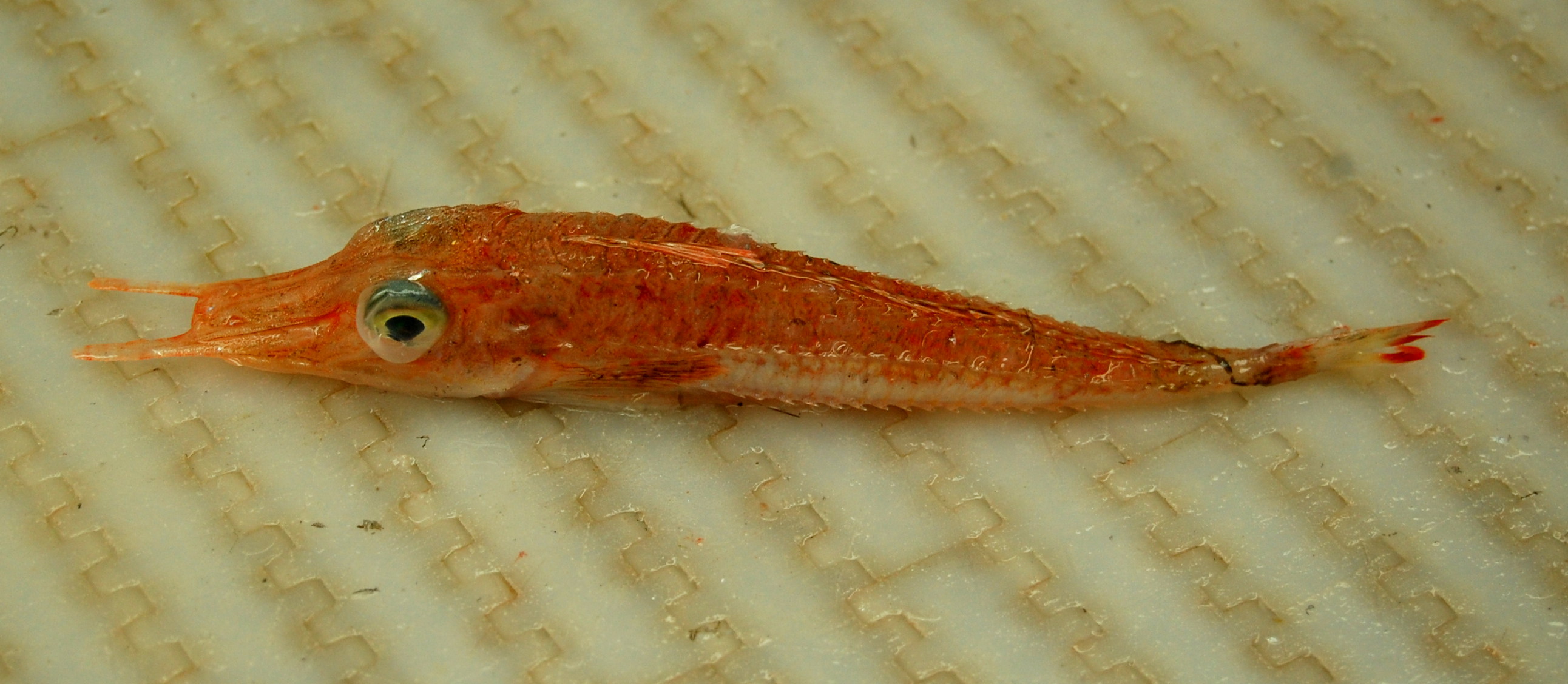 ジュディス ガイガー JUDITH  「Coris Fish」 Species New to Science: [Ichthyology • 2023] Corydoras