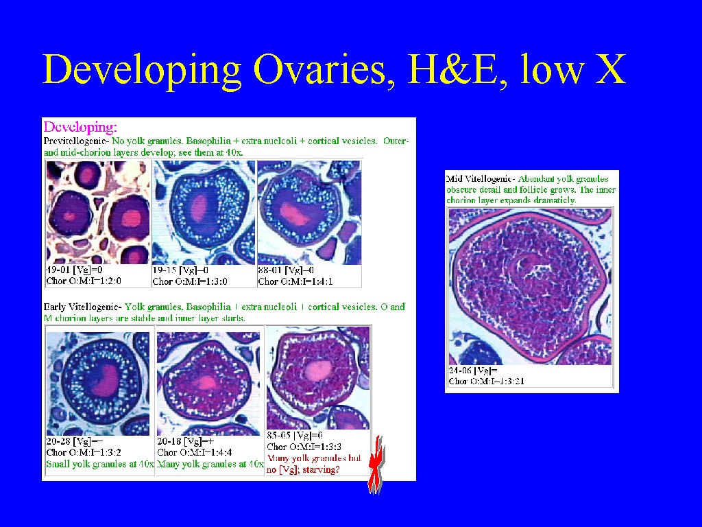 Developing Ovaries, H&E, low X