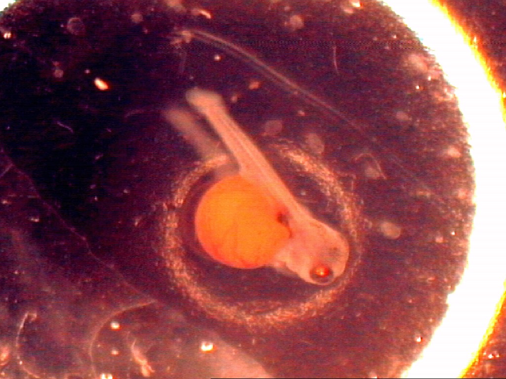 Tilapia Larvae
