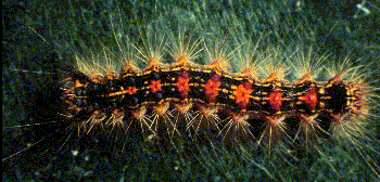 hatching larva japan moth gypsy Asian