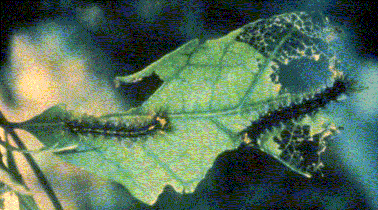 Lymantria dispar larvae on leaf
