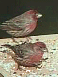House Finch Photo