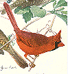 Northern Cardinal GIF