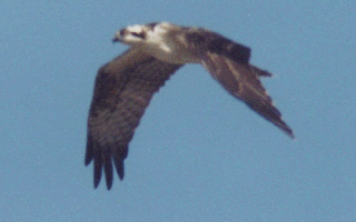 Osprey GIF