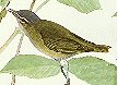 Red-eyed Vireo GIF