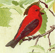 Scarlet Tanager GIF