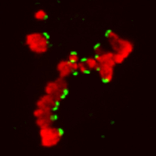 Chromosomes and their attachment sites