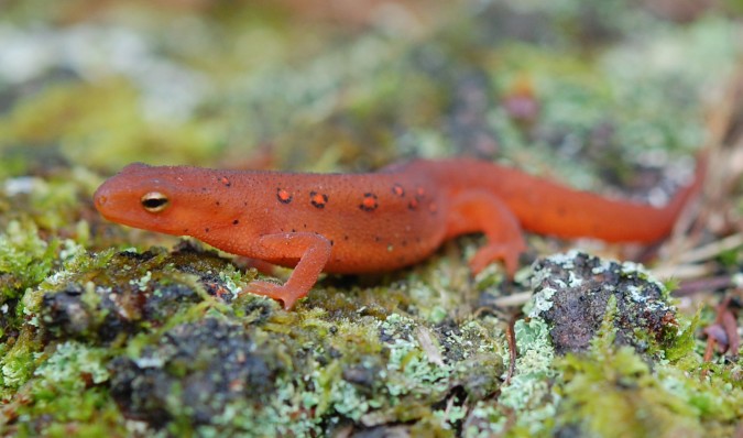 Juvenile Red-spotted Newt (Notophthalmus viridescens)