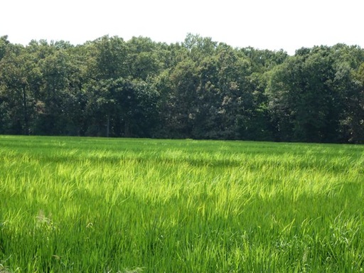 The lighter-colored plants are weedy rice.